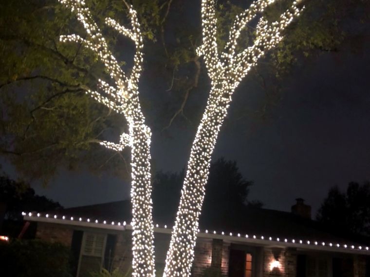 Large oak tree wrapped in thousands of warm white lights